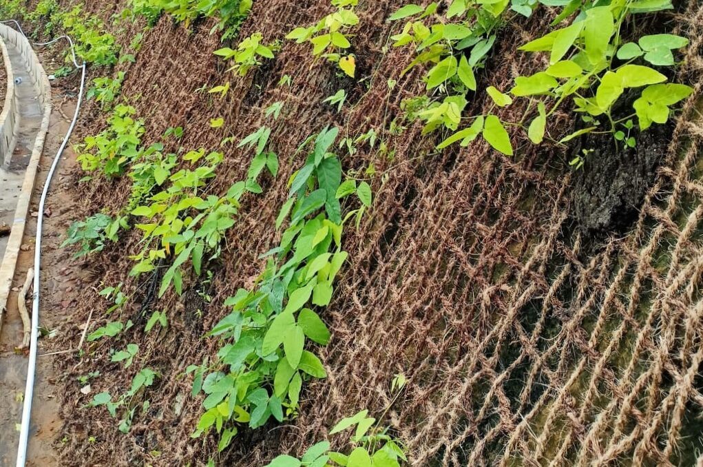 kegunaan sabut kelapa untuk lingkungan