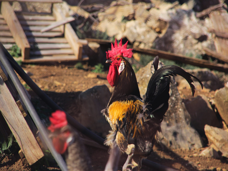 cara kerja mesin giling sekam