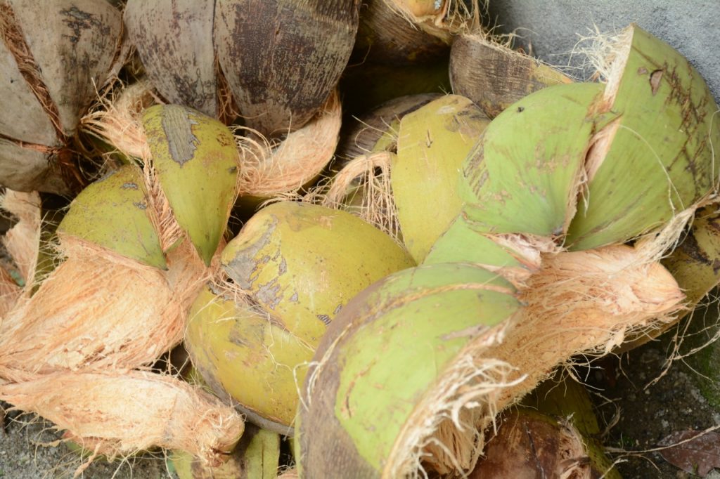 sabut kelapa sebagai bahan pelapis jalan hijau