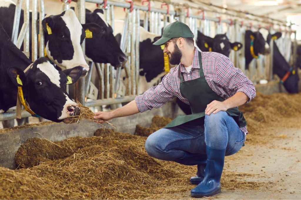 pakan sehat tanpa kimia