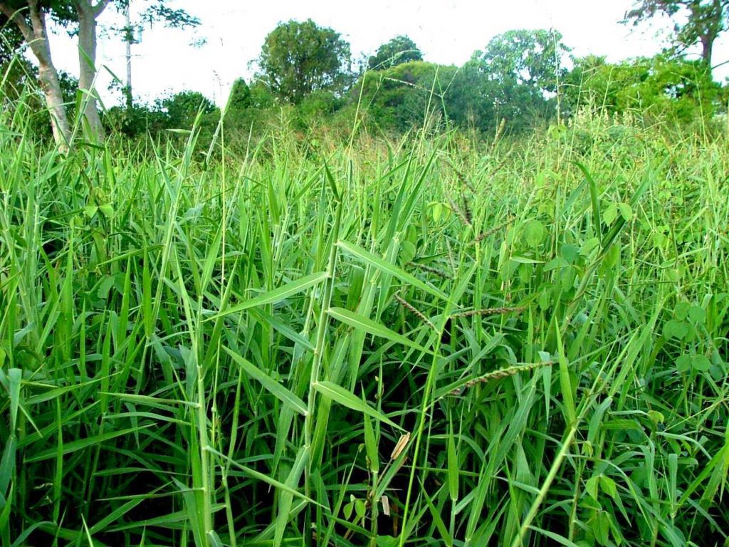 rumput tinggi serat dan protein