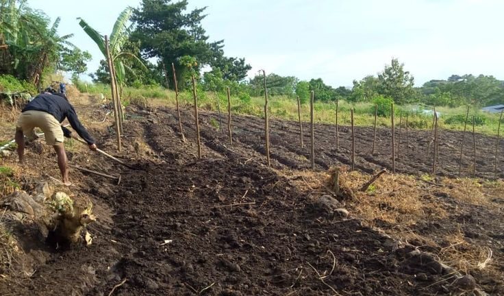 solusi lahan pertanian tidak produktif